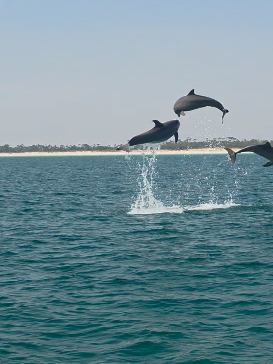 @Shell Island Dolphin Tours 🐬