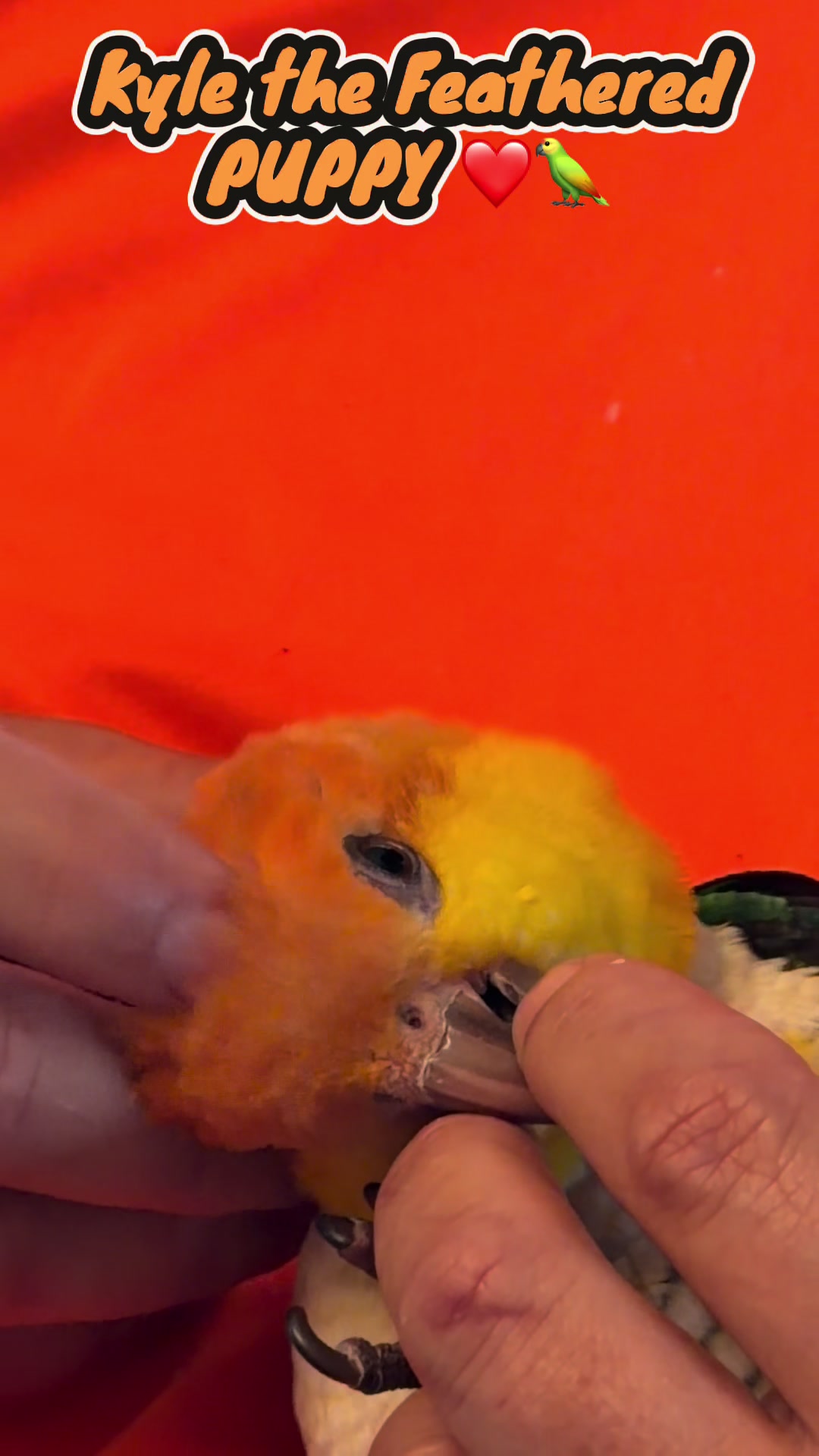@Kyle The Caique