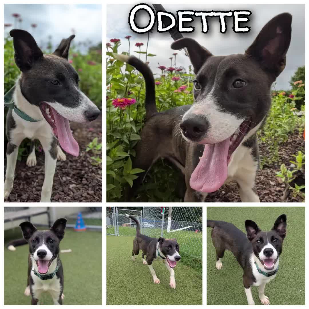 @Shelter Dog Walk Tok