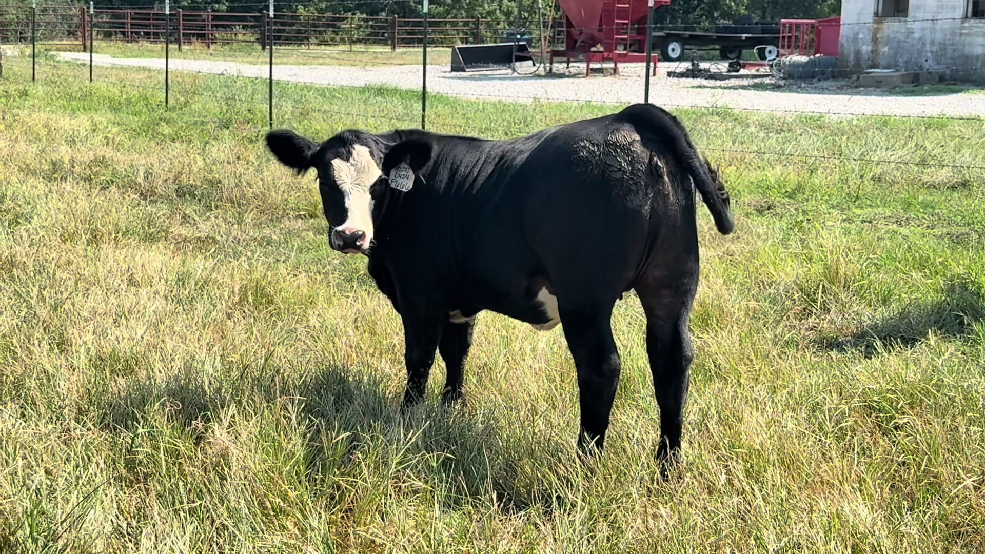 @Massey Land & Cattle