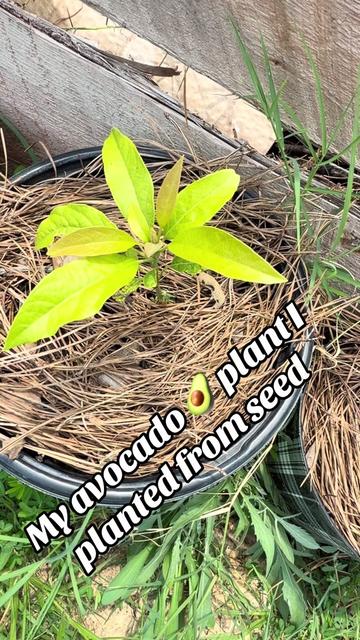 @Veeveescreations