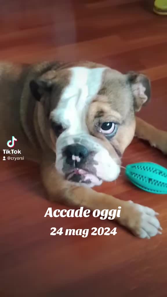 @Cri🐾M❤️rghy🐾labulla❤️