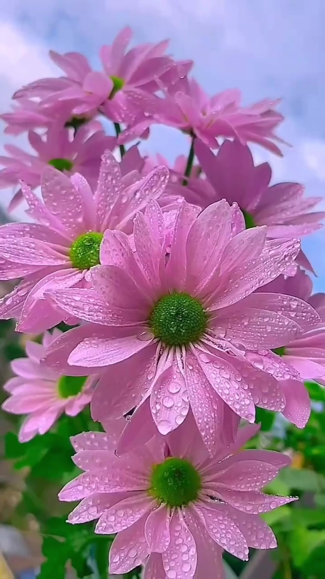 @laurabanda26