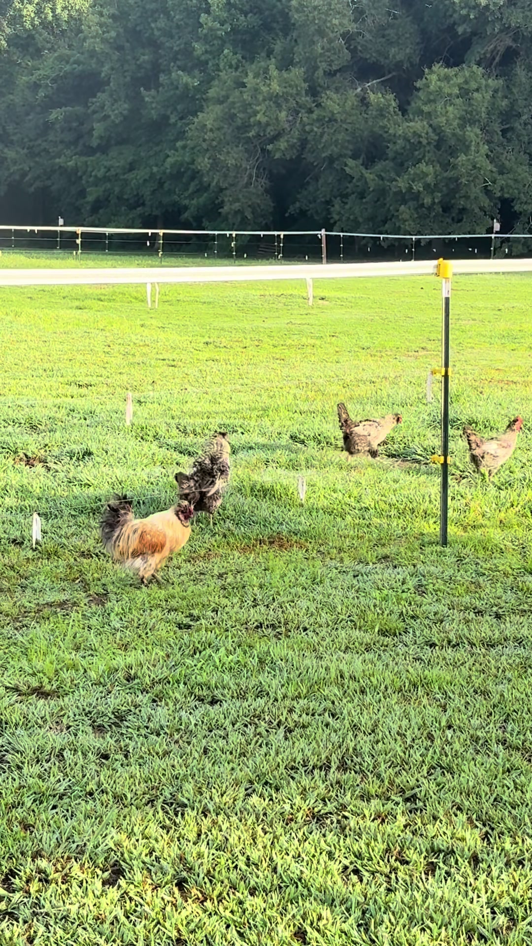 @Peppermint Pines Farm