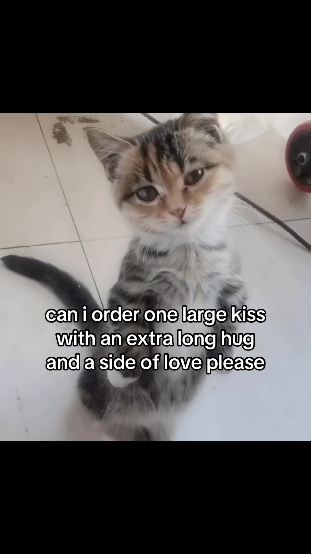 @meowconcept