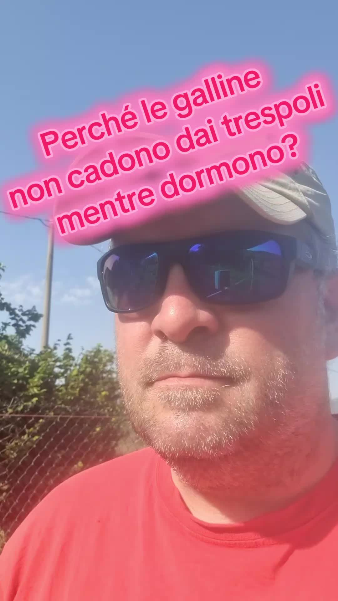 @Il leone e la gallina