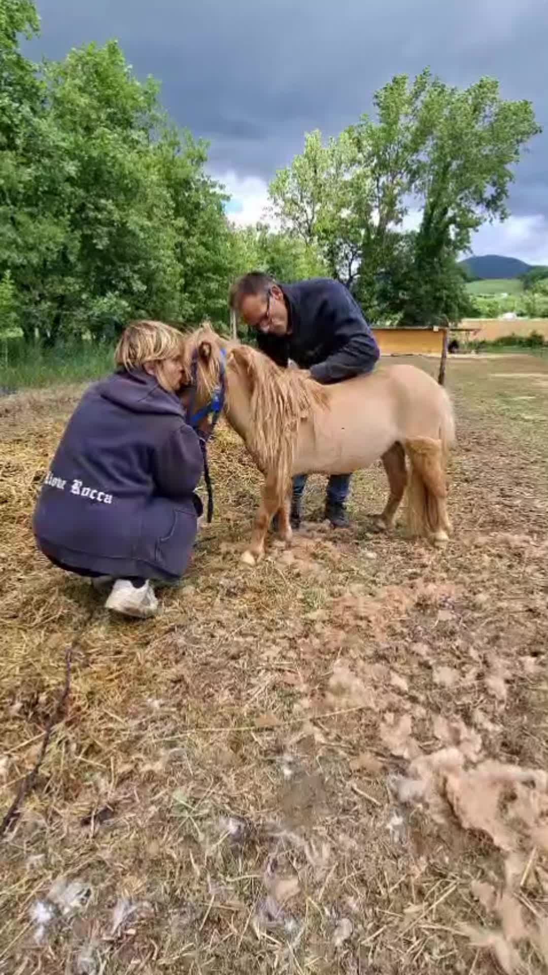 @joep.allevamentominipony