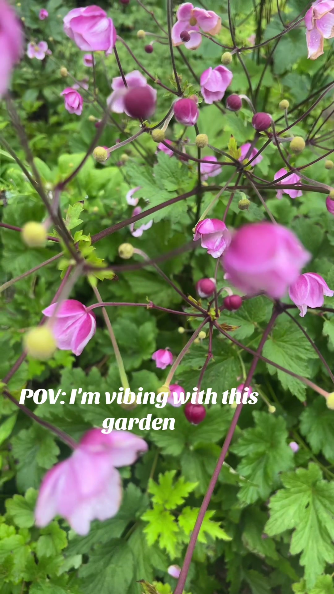 @😘😘🥀🇺🇸love_m0nu🇧🇩😘😘