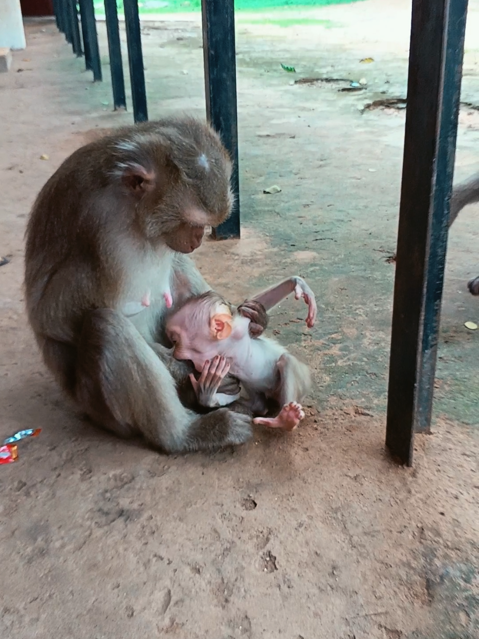 @Monkey Cambodia