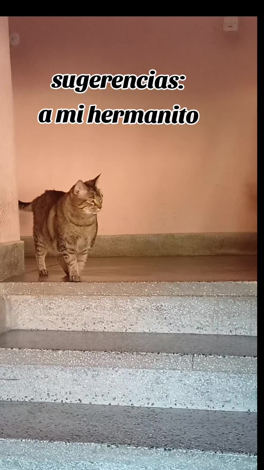 @Ana y los cuatro🐾