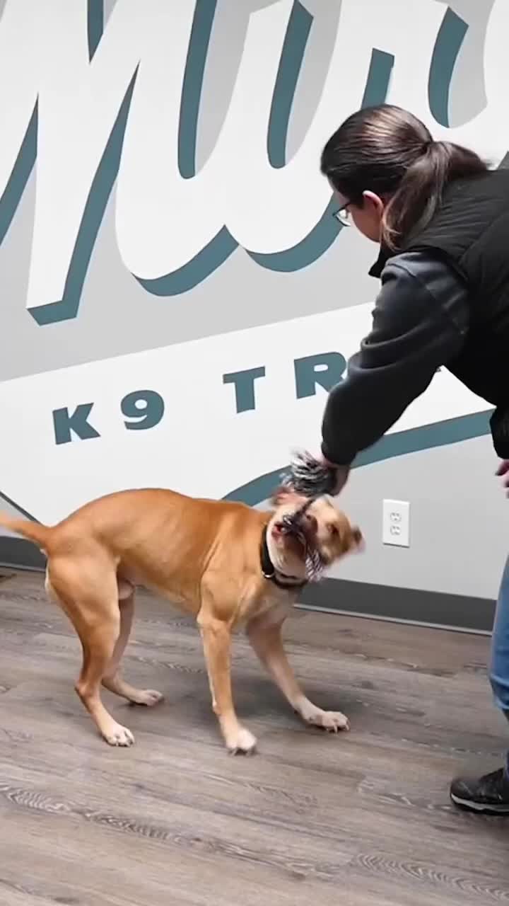 @Miracle K9 Training