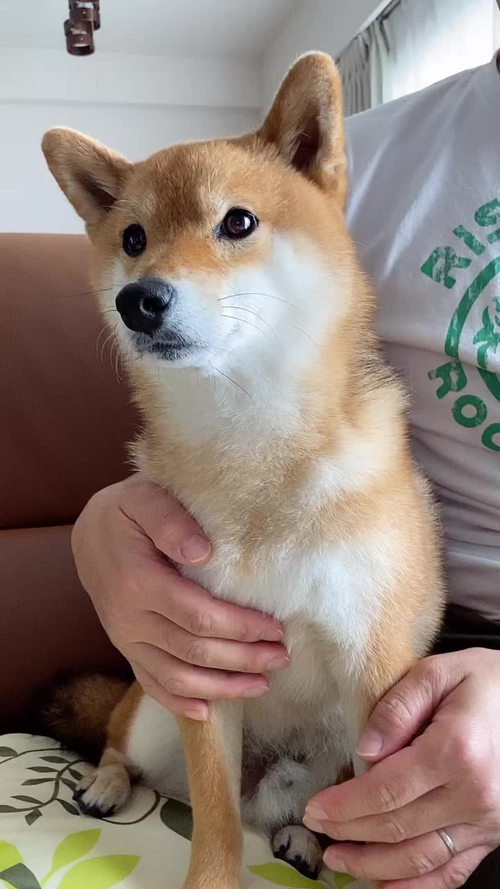 @豆助