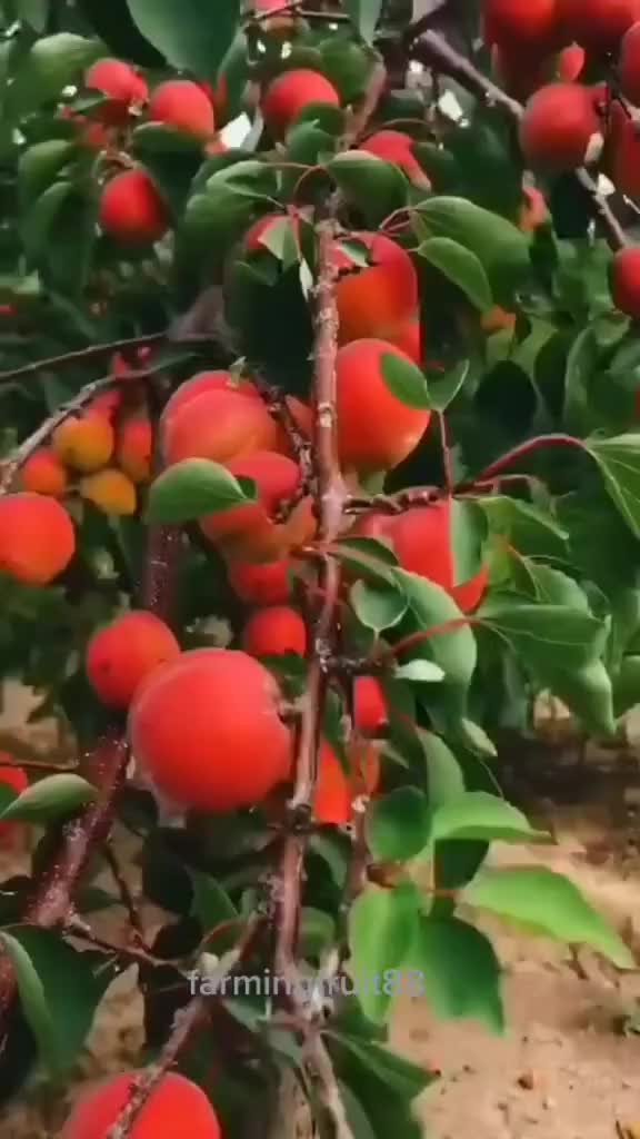 @Fruits88๐๐๐