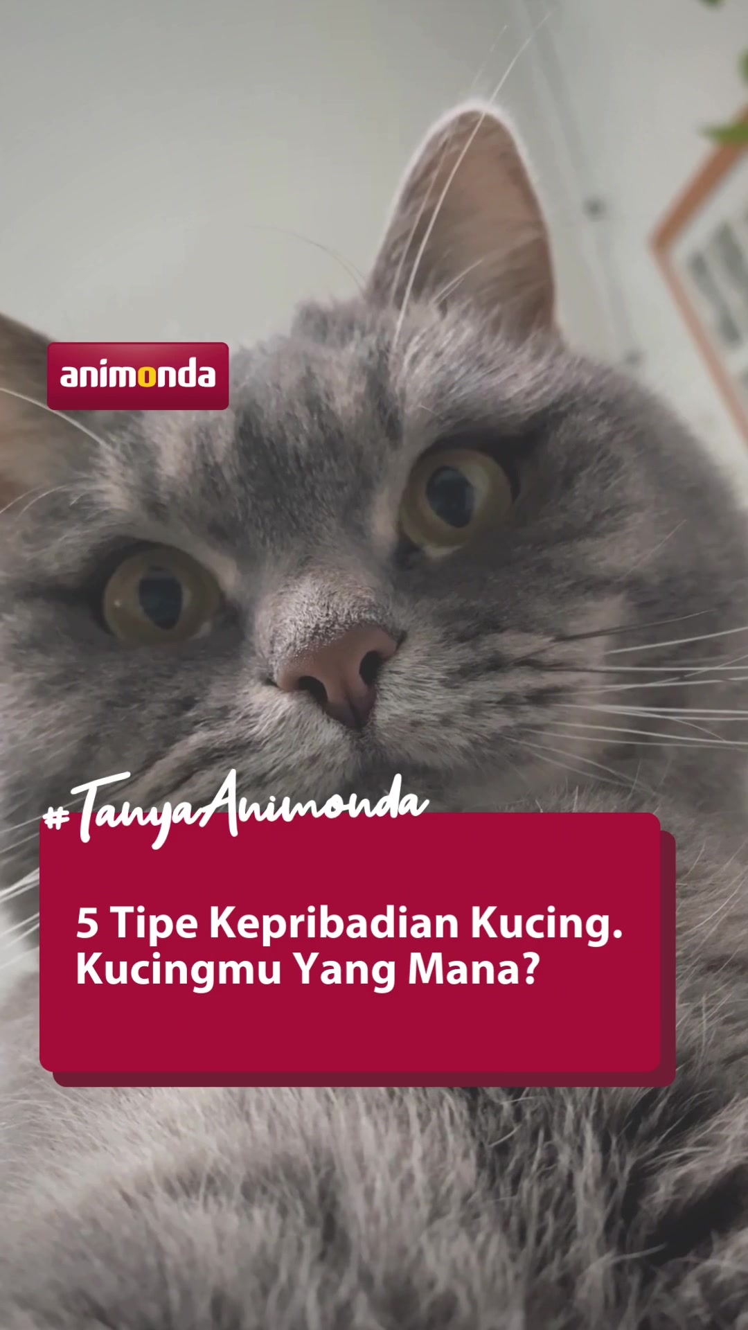 @Animonda Indonesia