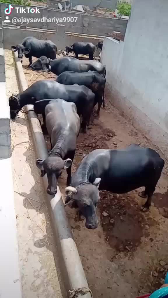 @Mr. Maldhari 9907