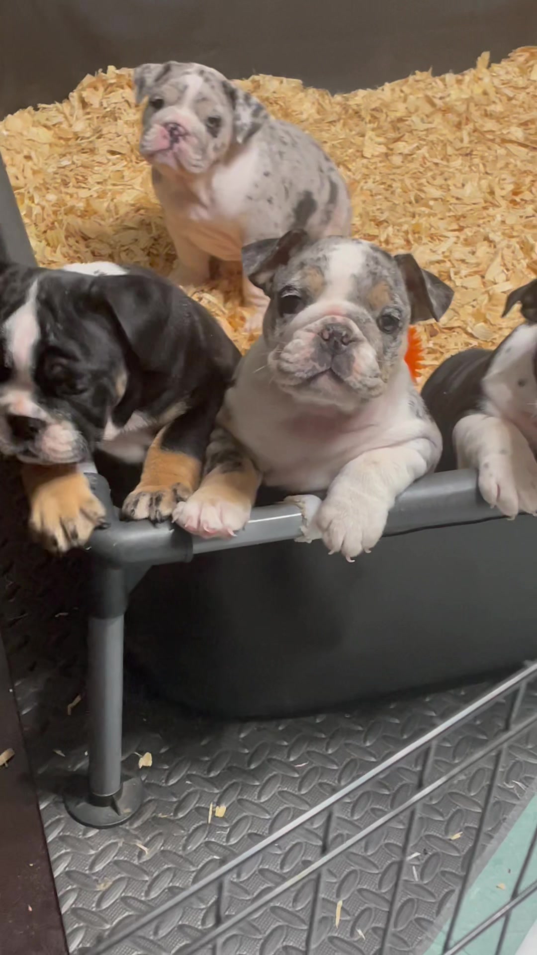 @BulldogMafiaGroup
