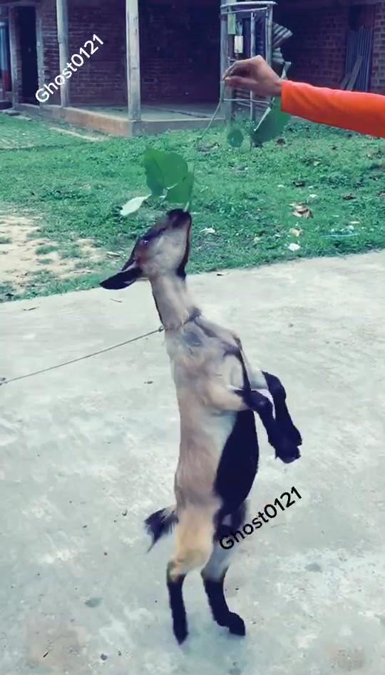 @NMiah786