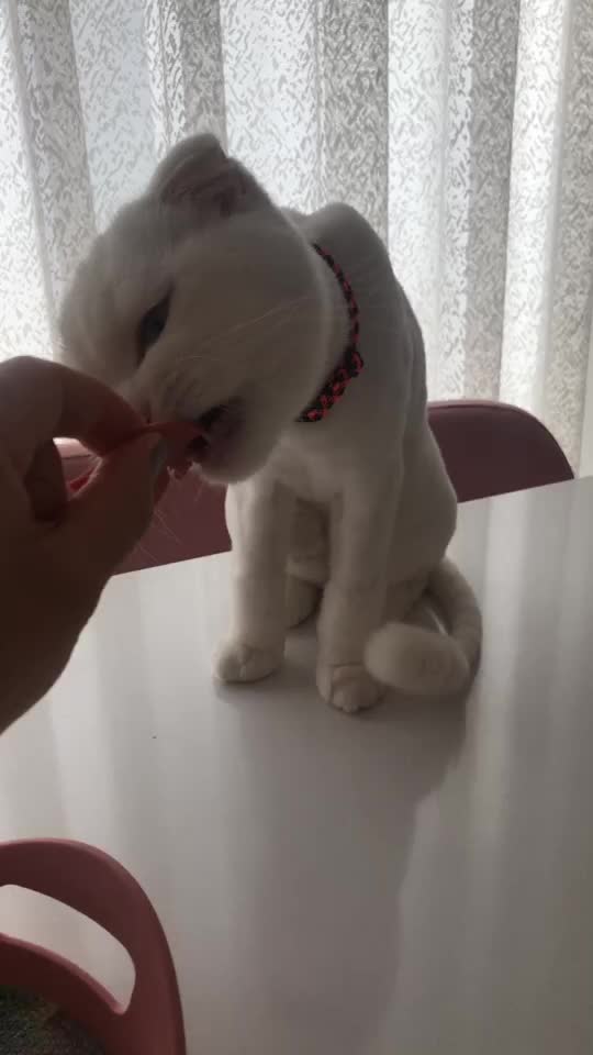 @poncik 🐱
