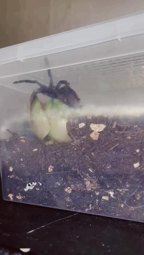 @C&N Reptiles & Co