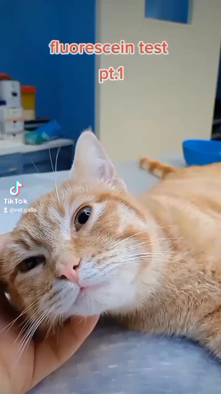 @dr.Giuseppe Vet