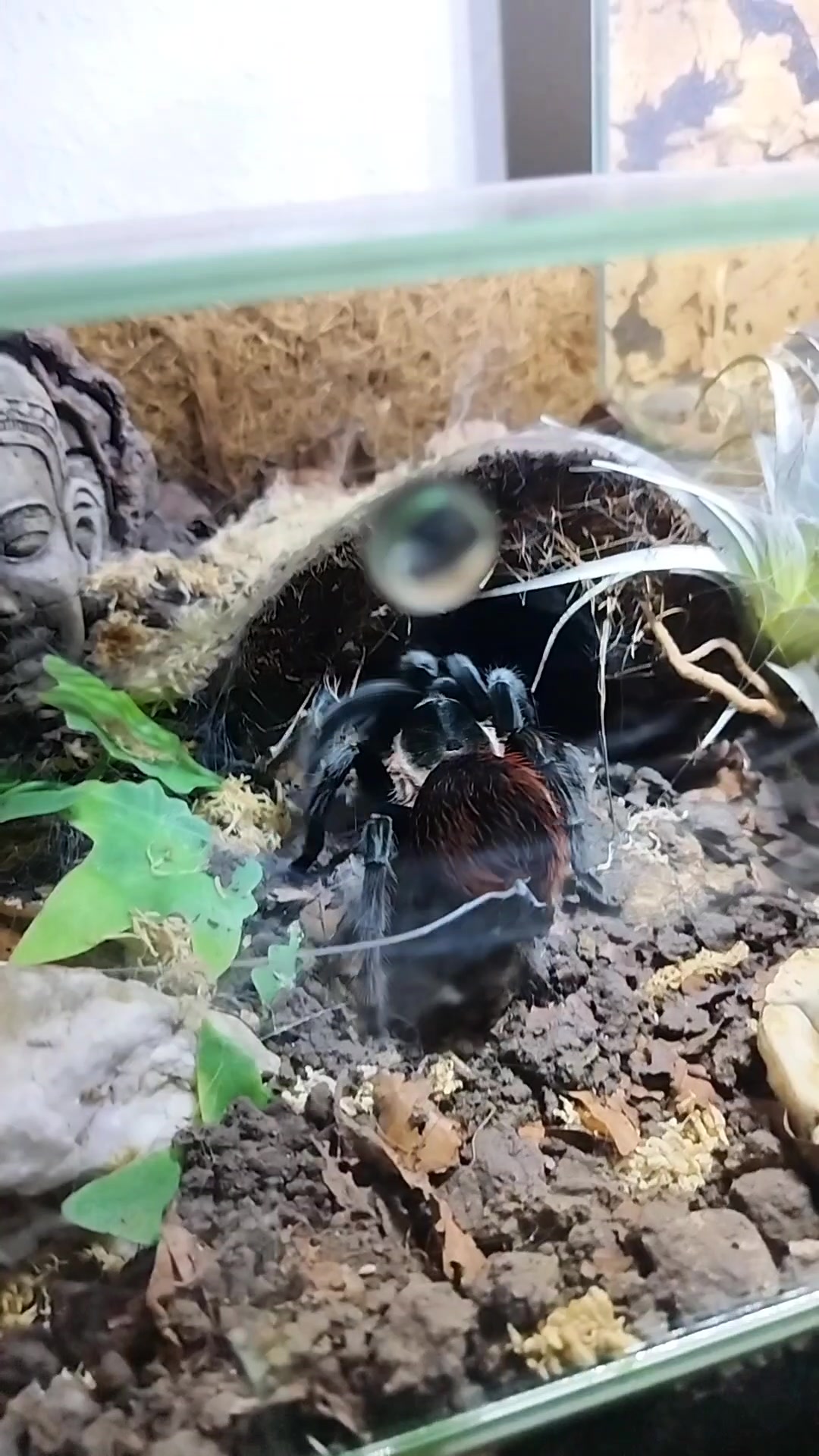 @Mycrazy🤪 animal💚🕷️ world🌏