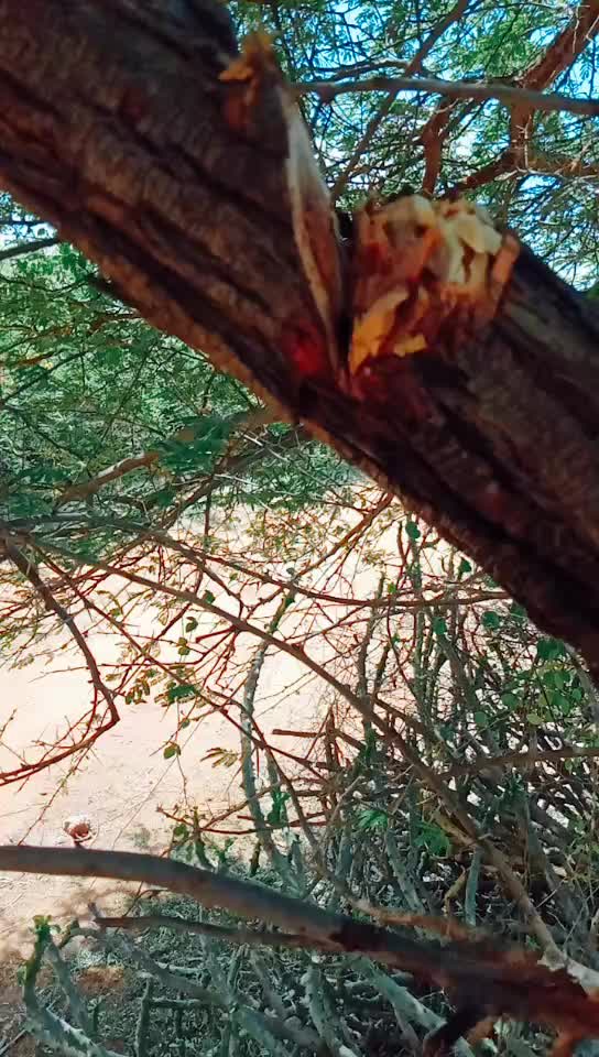 @Haresh Bhadaniya