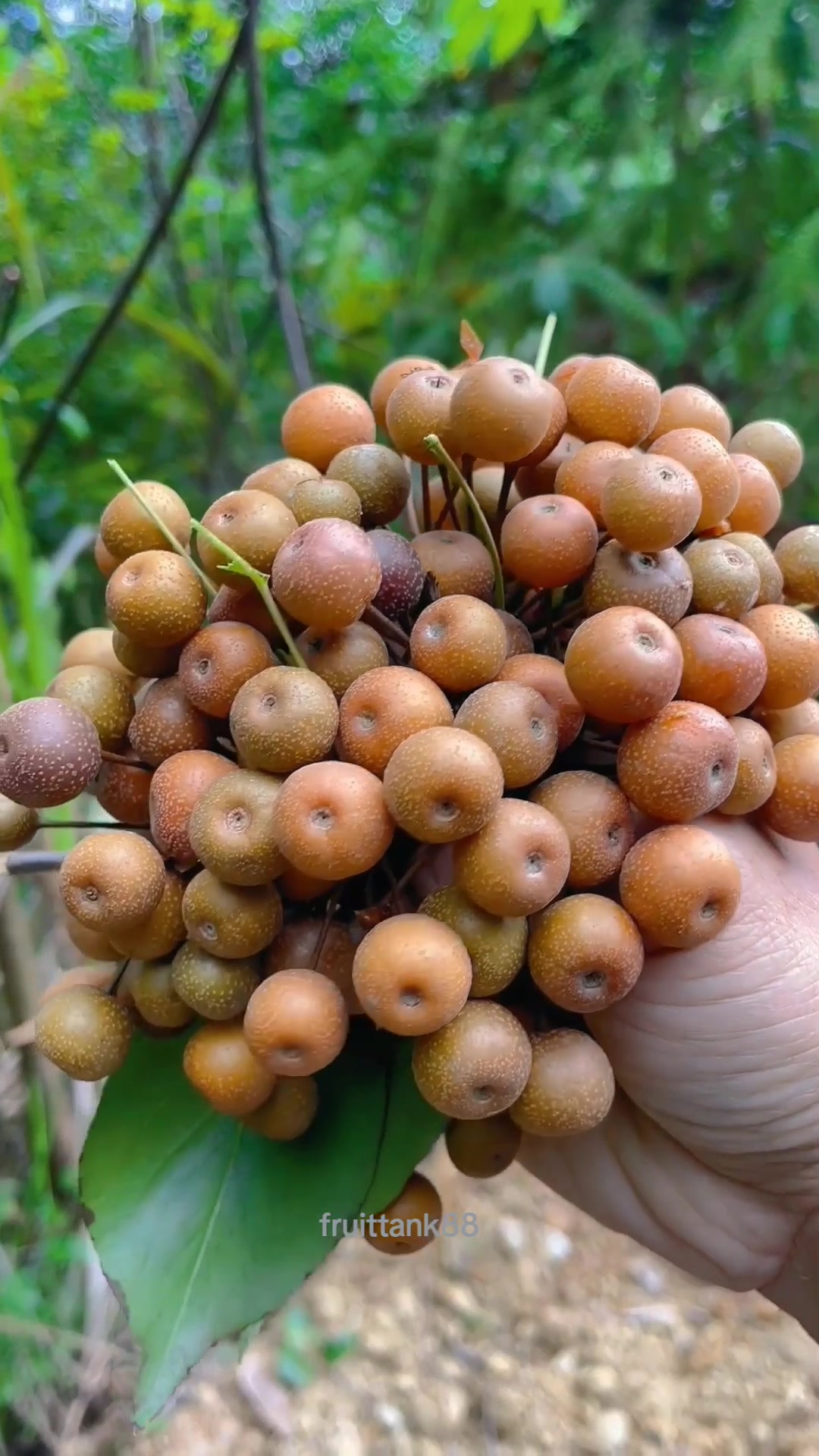 @Fruits88๐๐๐