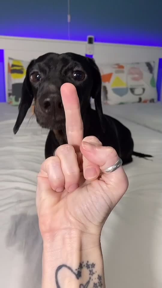 @🐾 Pajti kalandjai 🐾