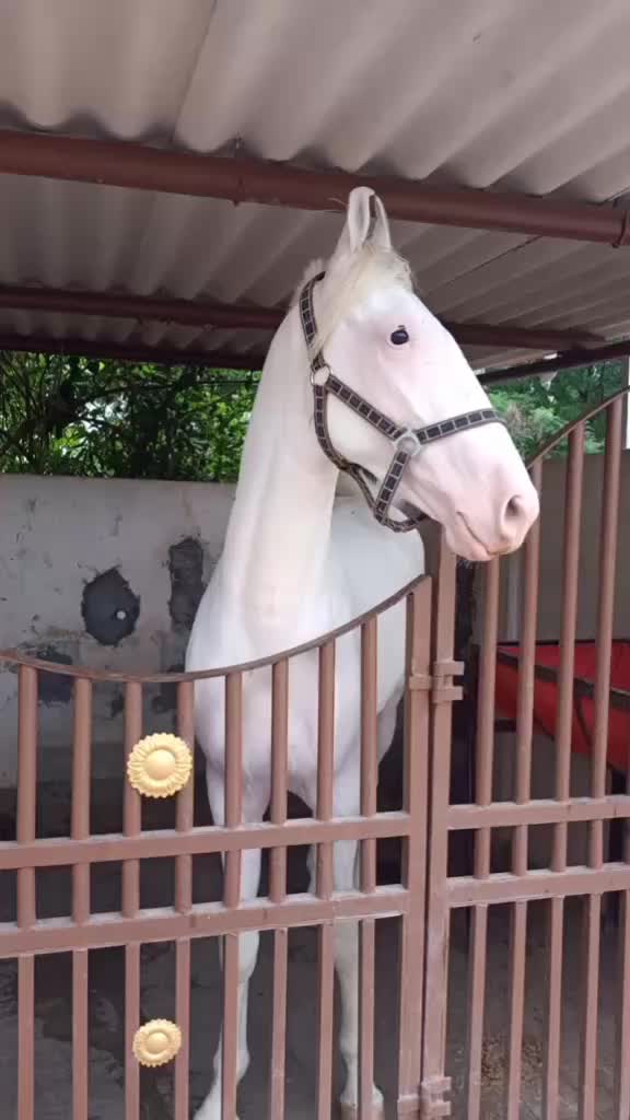 @🏇Sonu rider🏇