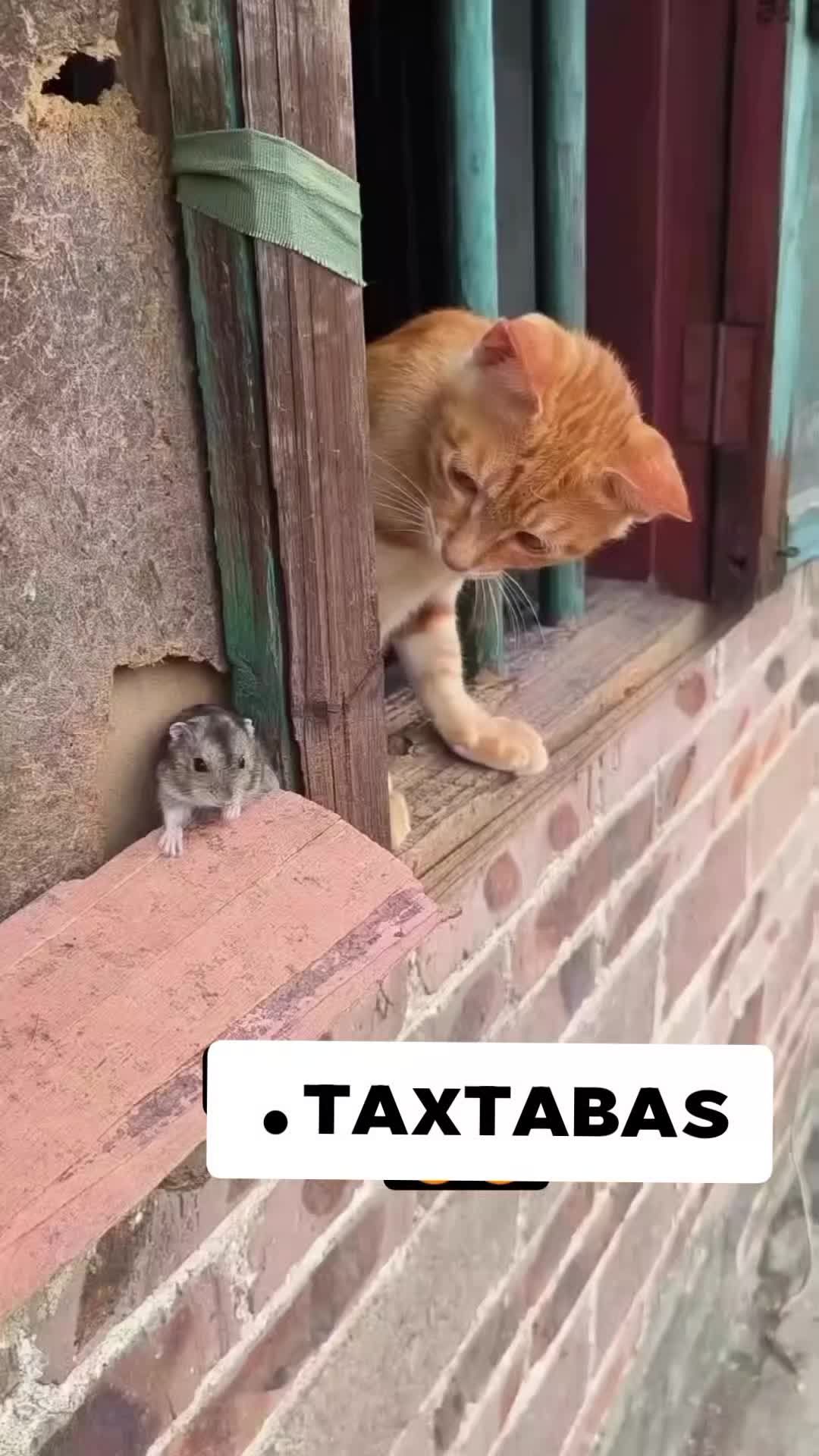 @꧁sᴀɴɪᴍᴏʙ꧂