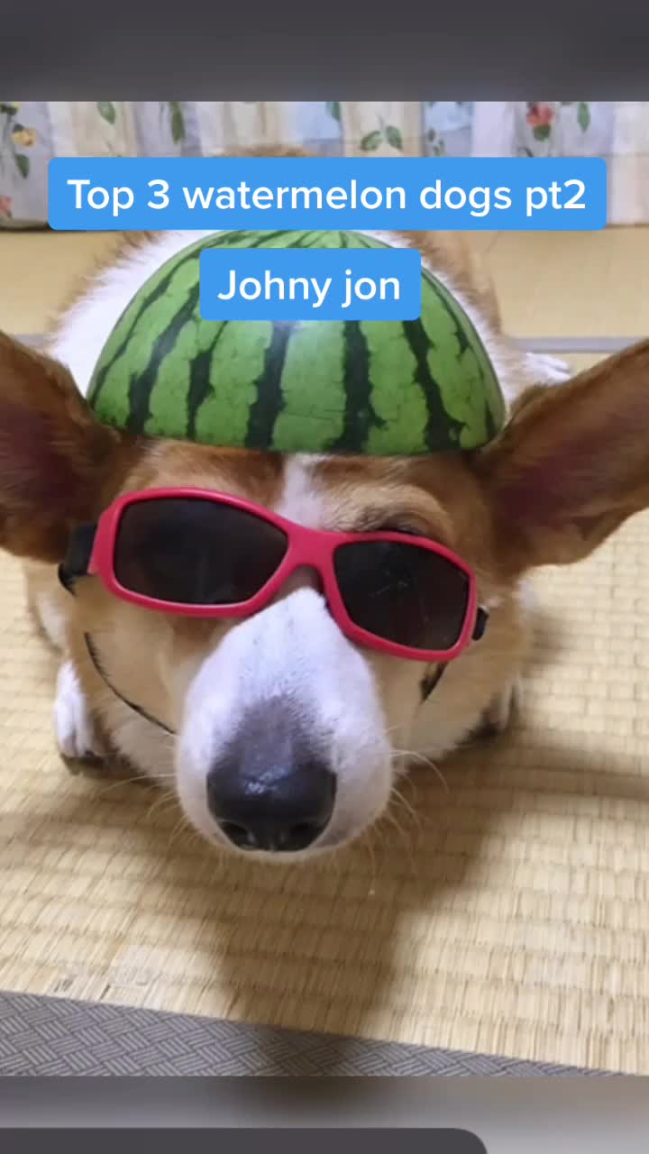 @WalterDog