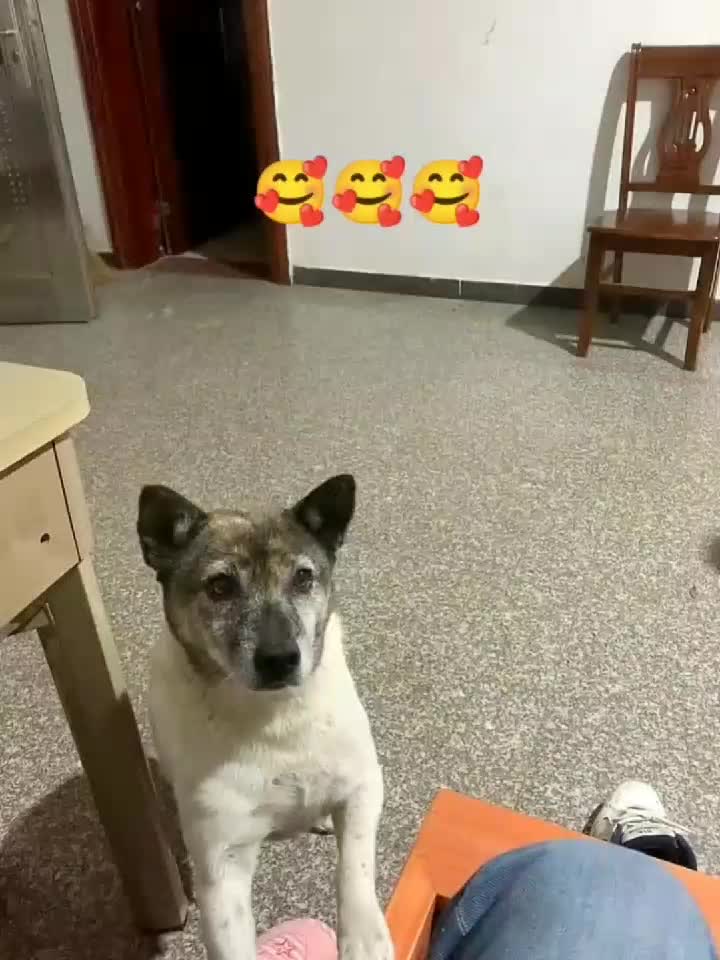 @funnypets818