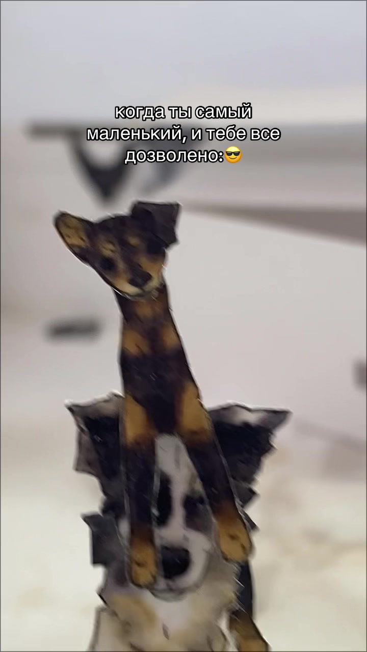 @𝐏𝐔𝐏𝐋 𝐃𝐎𝐆𐙚