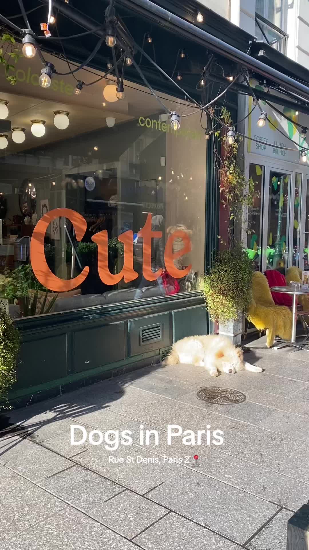 @dogs in Paris 🐶