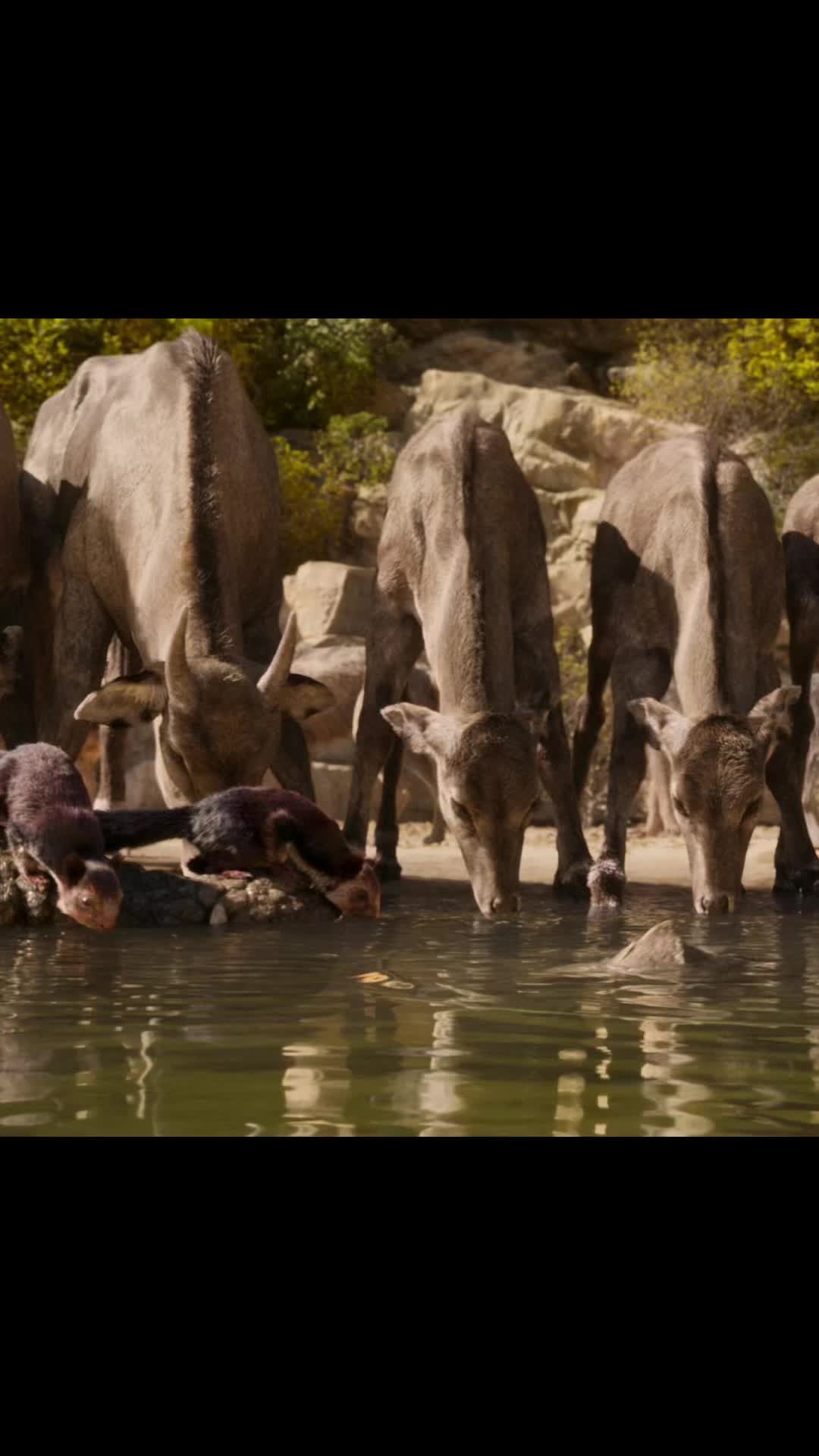 @Catomovie