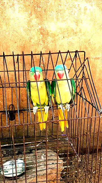@Balaji balabanta