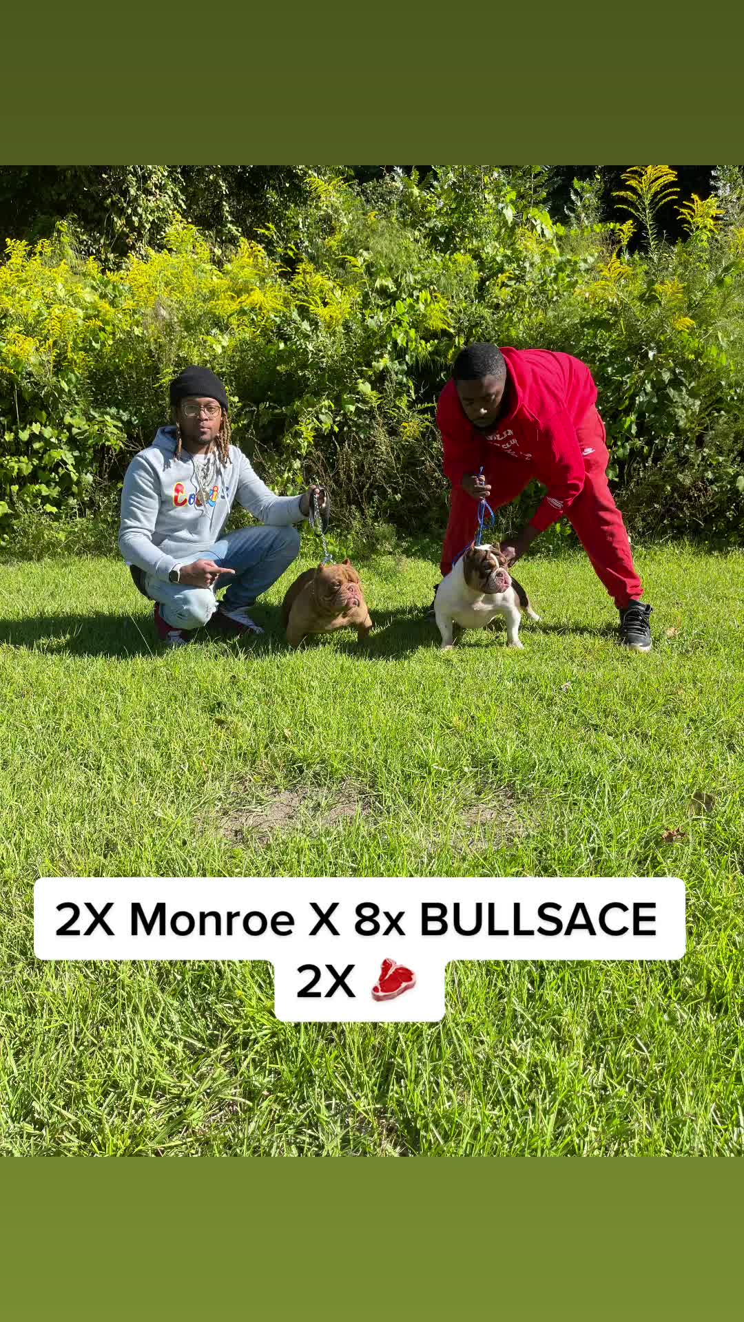@a1bullykennel