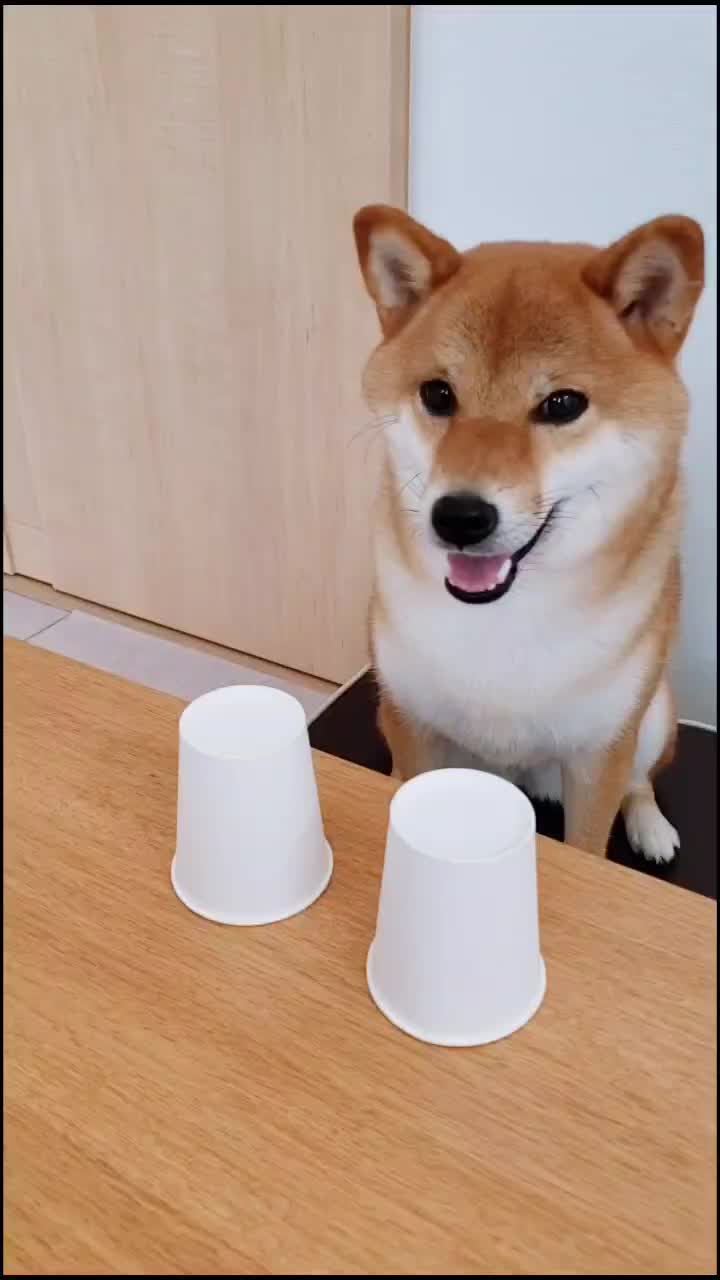 @柴犬コマリ