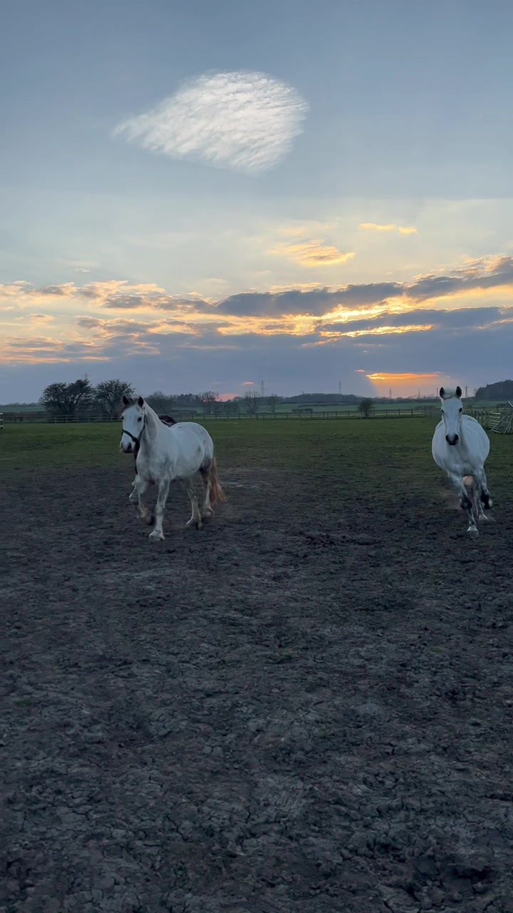 @Bow meadows farm