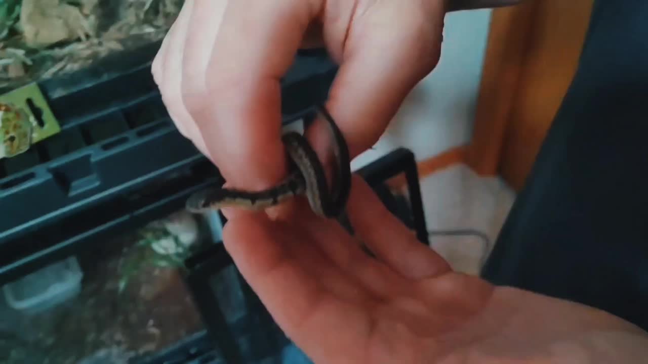 @WIreptiles