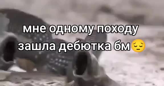 @господин овечка🥄