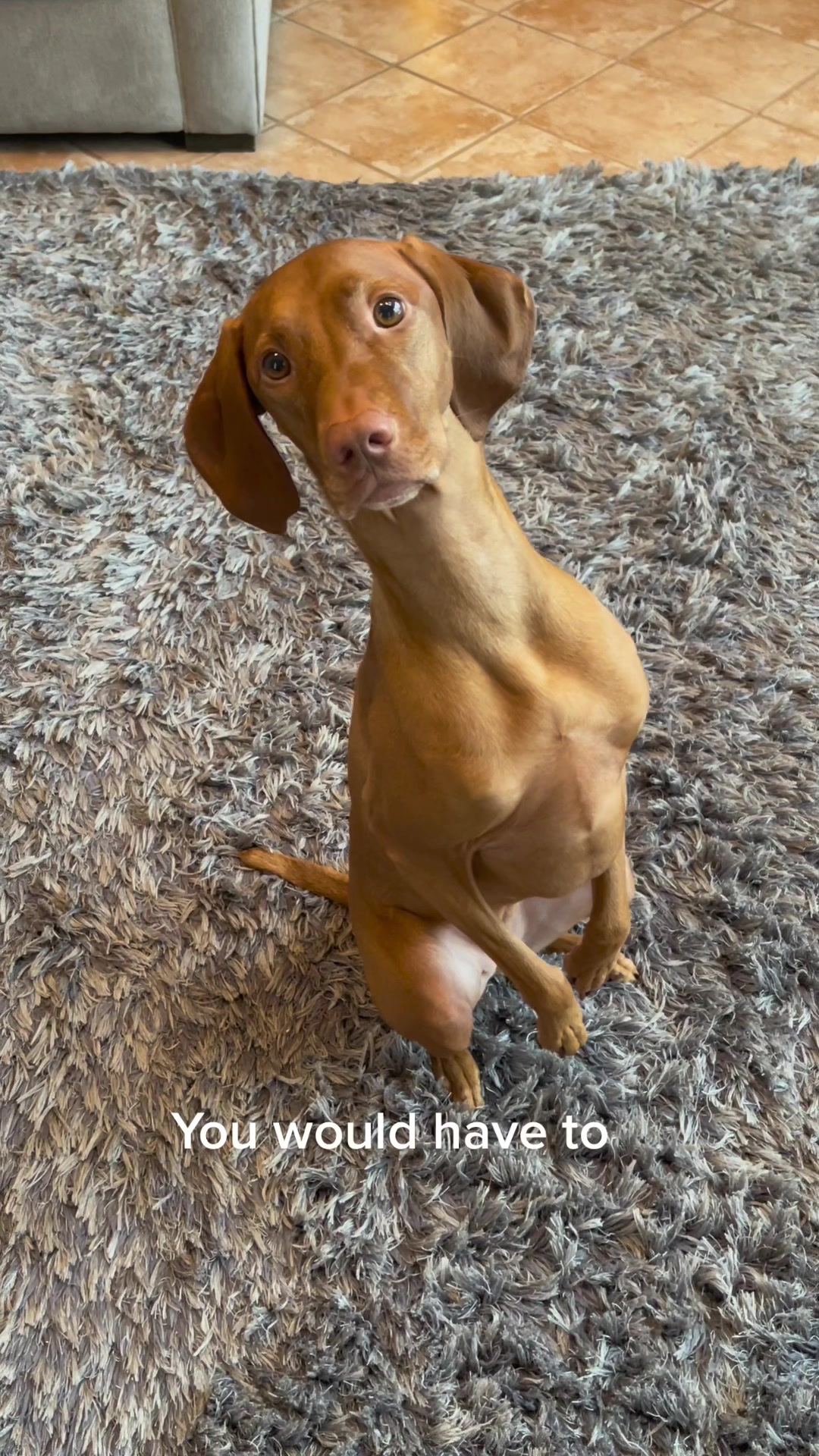 @Brookie The Vizsla