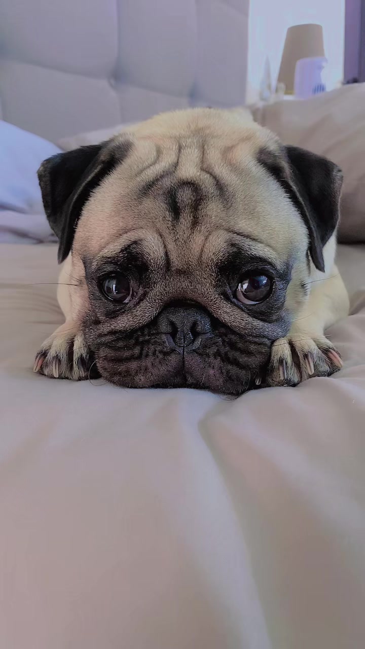 @Moka_lapug