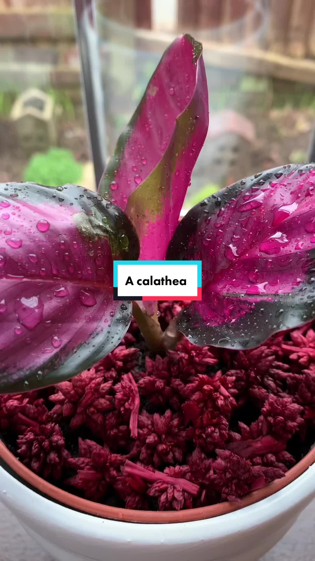 @Plant!U