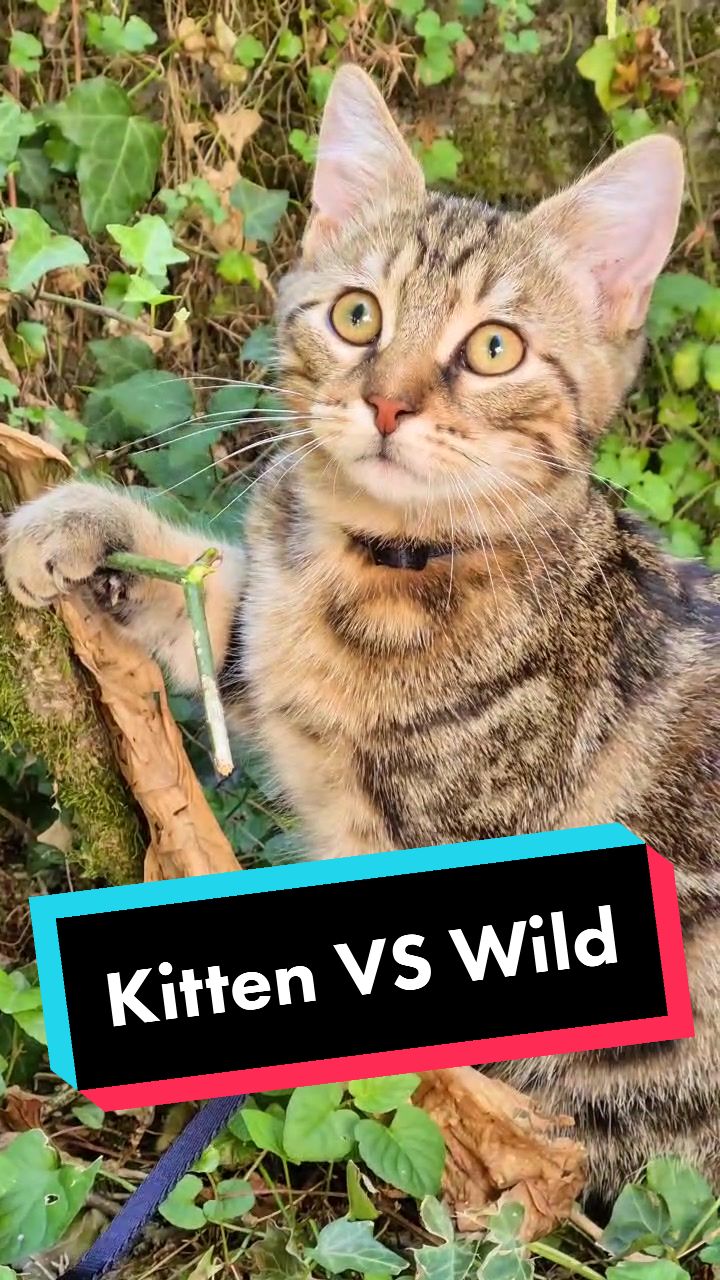 @TsukiTheCat