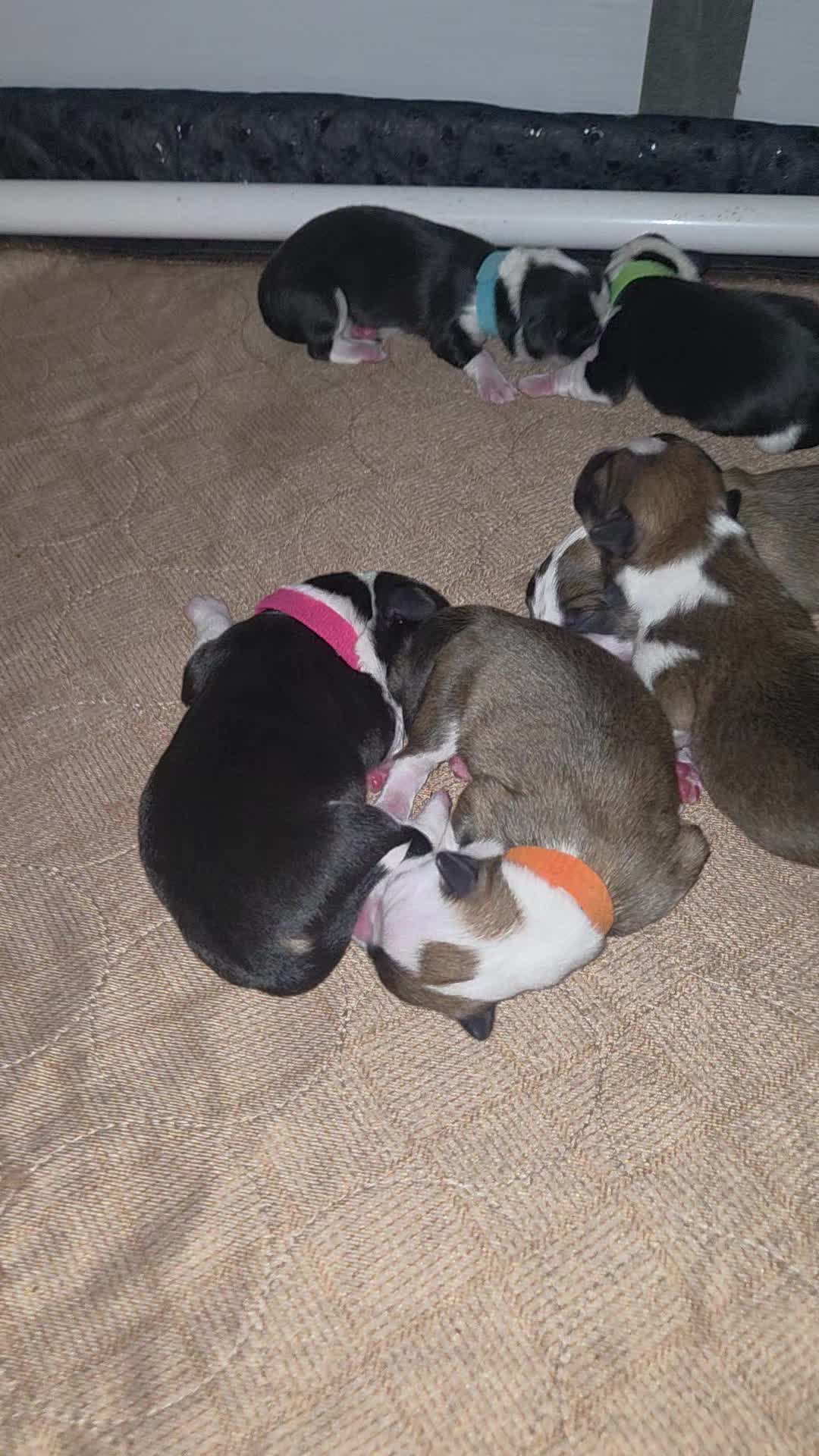 @PNW Pembroke Welsh Corgis