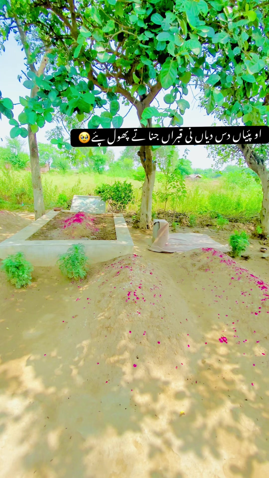 @سونا پنجاب 🌾🍂🥀