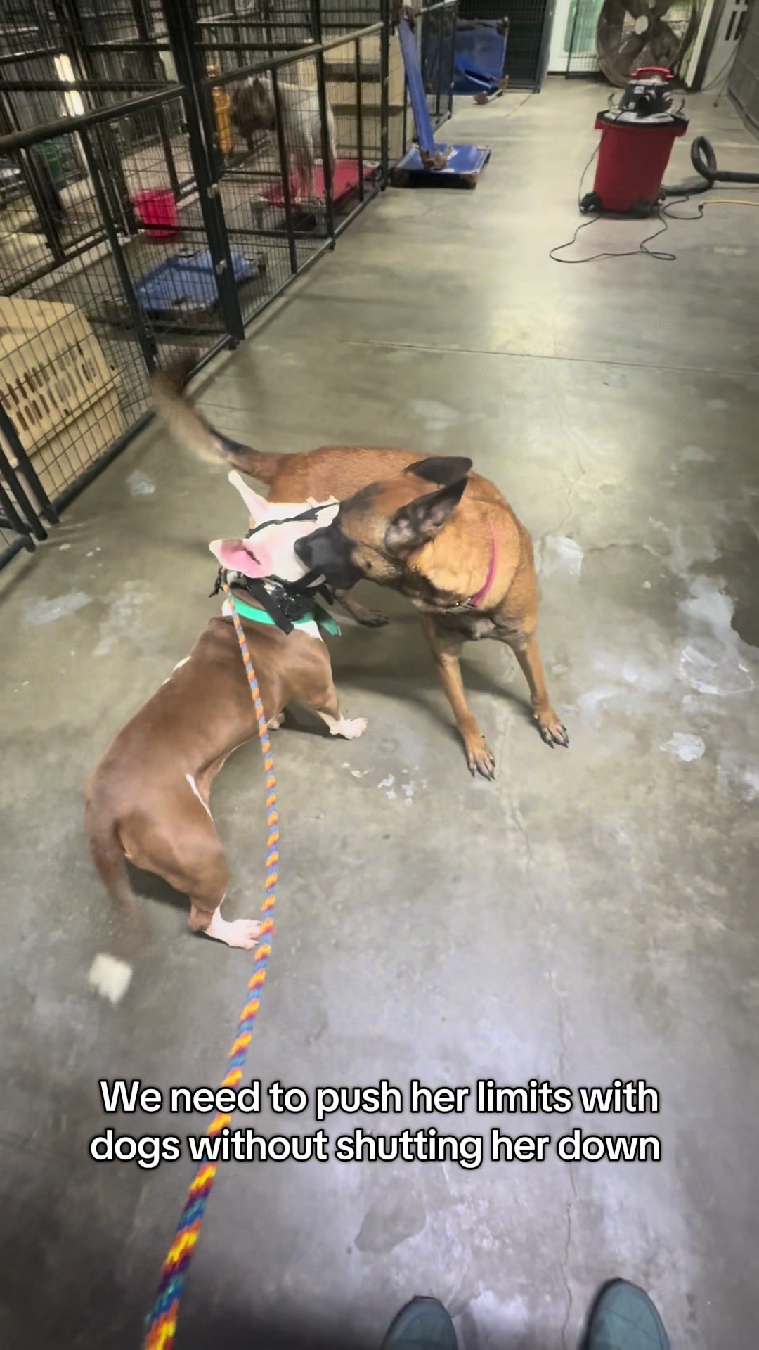 @balancedcanineacademy