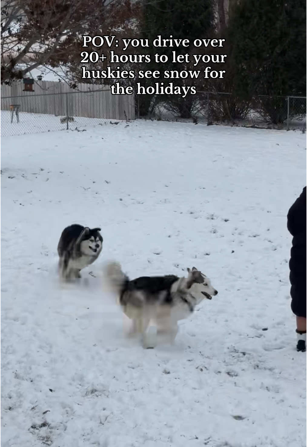 @Winnie & Wookie🐾