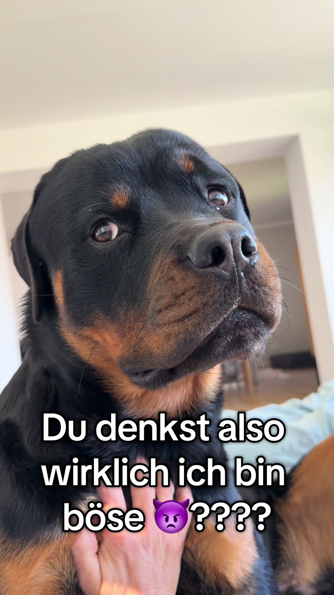 @JAGGER - the German Rottweiler
